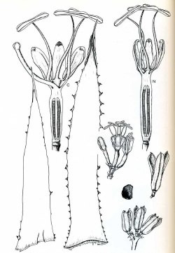 Plate from the book Agaves of Continental North America