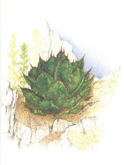 Agave Image by Margaret Pope