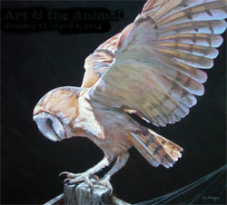 Barn Owl with wings spread