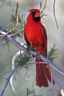 Cardinal