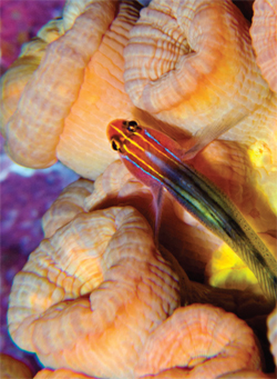 Fish on anenomae