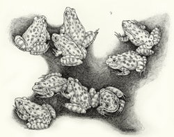Froggie Population Explosion by Miriam Meyer