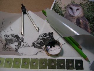 Owl & Frog Illustration