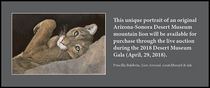 This unique portrait of an original ASDM mountain lion will be available for purchase through the live auction during the 2018 Gala