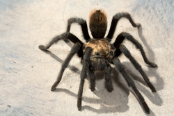 Spider by Rhonda Spencer