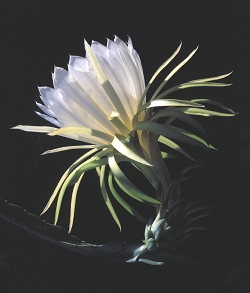 Photo of Blossom by John P. Shaefer