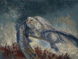 Green turtle
