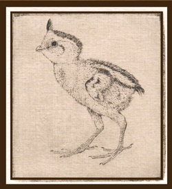 Sheridan Oman Collection Poster