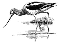 American Avocet