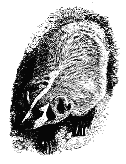 Illustration of a badger