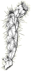 Illustration of buckhorn cholla