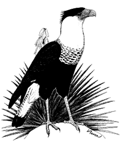 crested caracara