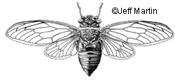 Cicada