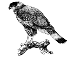 Cooper's Hawk