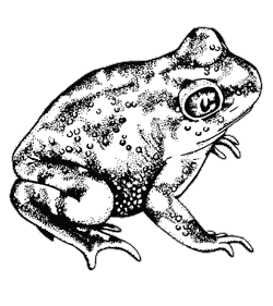 Spadefoot toad illustration