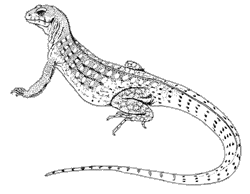 Desert Iguana (Dipsosaurus dorsalis)