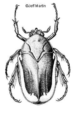 Fig beetle