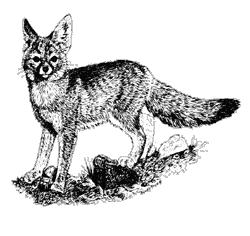 Line drawing of a kit fox