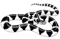 black and white snake images