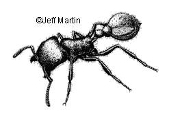 Harvester Ant