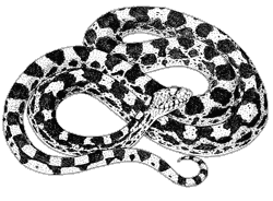 Illustration of a gopher snake