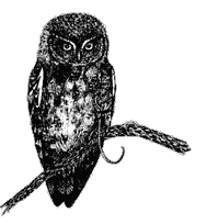 Elf Owl