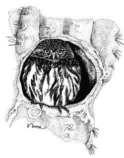 Ferruginous Pygmy-owl