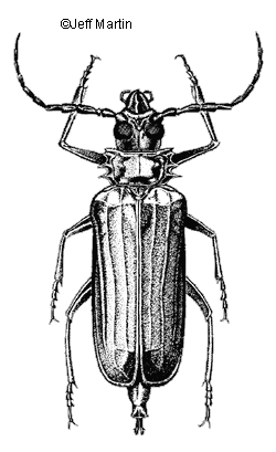 Palo verde root borer