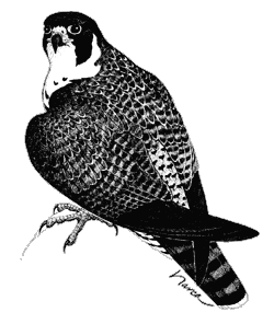 peregrine falcon