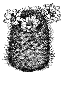 Illustration of a fishhook pincushion cactus