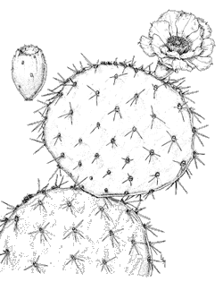 Illustration of Englemann prickly pear