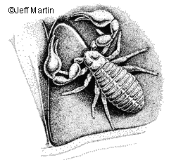 Pseudoscorpion