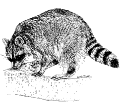 Racoon illustration