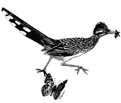 Greater Roadrunner