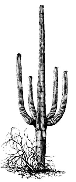 Illustration of a saguaro