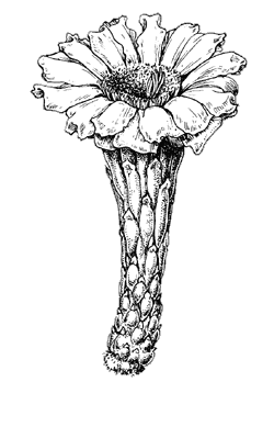 Illustration of a saguaro flower