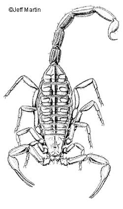 Scorpione delle cortecce