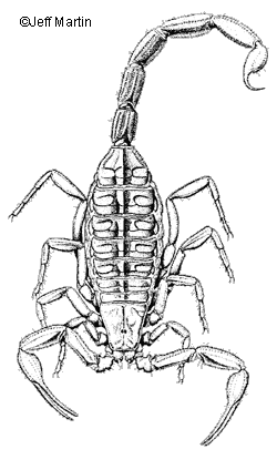 Scorpione delle cortecce