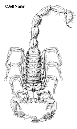 Scorpione peloso gigante