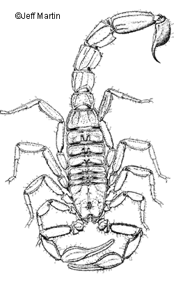 Scorpion à queue rayée