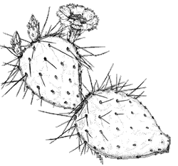 Illustration of sprawling prickly pear