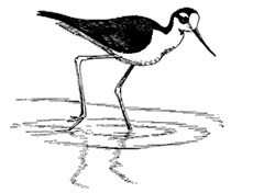 Black-necked Stilt