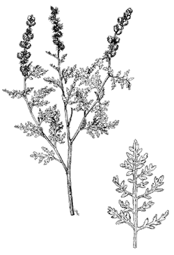 White bursgae illustration