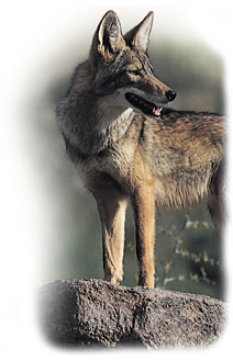 Coyote