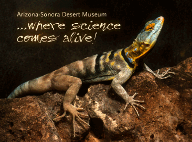 Baja Rock Lizard (Courtesy of Paul & Joyce Berquist)