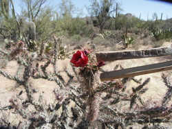 Cholla Bud Harvest