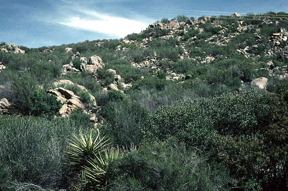 Sonoran Desert Sonoran Desert Region