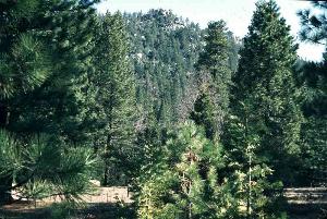 Photo of typical coniferous forest
