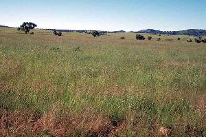 Photo of typical grassland