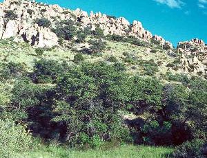 Photo of typical temperate coniferous forest